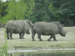 Square-lipped Rhinoceroses at the Safaripark Beekse Bergen, viewed from the car during the Autosafari