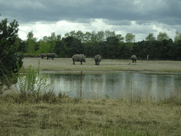 Square-lipped Rhinoceroses at the Safaripark Beekse Bergen, viewed from the car during the Autosafari