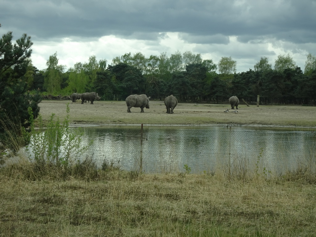 Square-lipped Rhinoceroses at the Safaripark Beekse Bergen, viewed from the car during the Autosafari