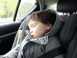 Max sleeping in the car during the Autosafari at the Safaripark Beekse Bergen