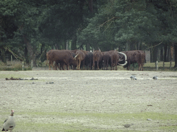 African Buffalos and Goose at the Safaripark Beekse Bergen, viewed from the car during the Autosafari