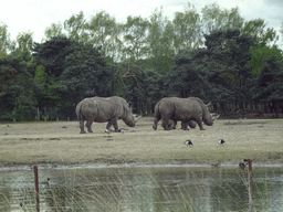 Square-lipped Rhinoceroses and Geese at the Safaripark Beekse Bergen, viewed from the car during the Autosafari