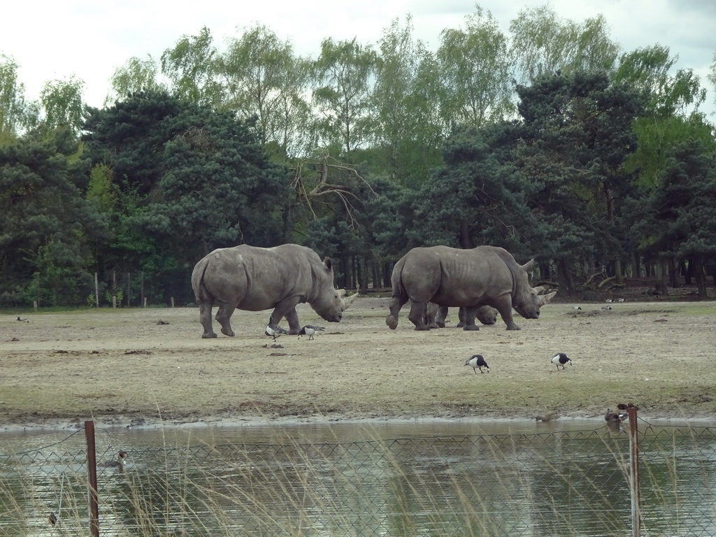 Square-lipped Rhinoceroses and Geese at the Safaripark Beekse Bergen, viewed from the car during the Autosafari