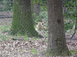 Cheetah at the Safaripark Beekse Bergen, viewed from the car during the Autosafari