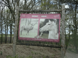 Explanation on the Red Deer and Nilgai at the Safaripark Beekse Bergen, viewed from the car during the Autosafari