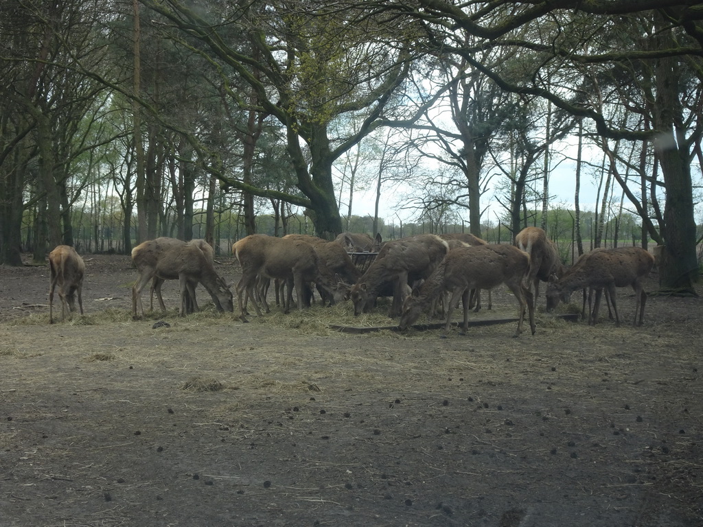 Nilgais at the Safaripark Beekse Bergen, viewed from the car during the Autosafari