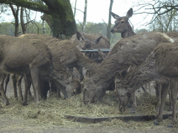 Nilgais at the Safaripark Beekse Bergen, viewed from the car during the Autosafari