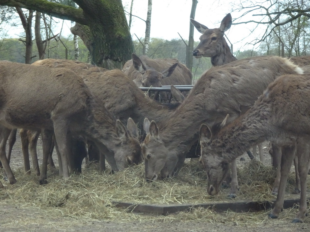 Nilgais at the Safaripark Beekse Bergen, viewed from the car during the Autosafari