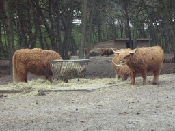 Highland Cattle at the Safaripark Beekse Bergen, viewed from the car during the Autosafari