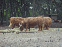 Highland Cattle at the Safaripark Beekse Bergen, viewed from the car during the Autosafari