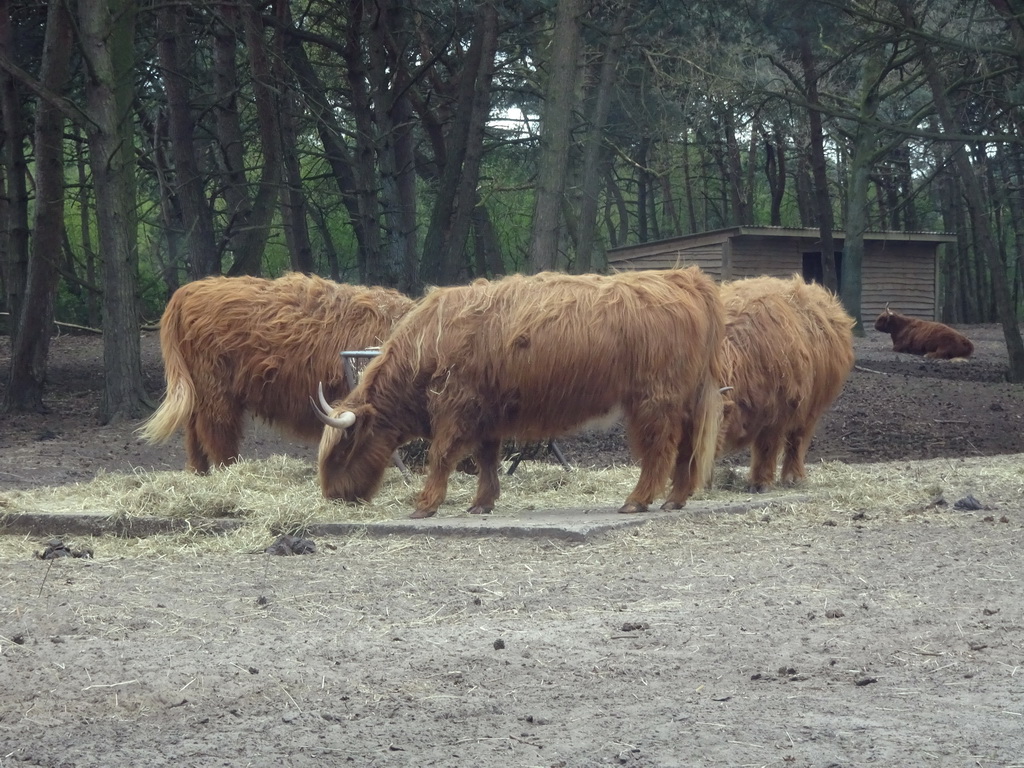 Highland Cattle at the Safaripark Beekse Bergen, viewed from the car during the Autosafari