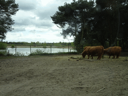 Highland Cattle at the Safaripark Beekse Bergen, viewed from the car during the Autosafari