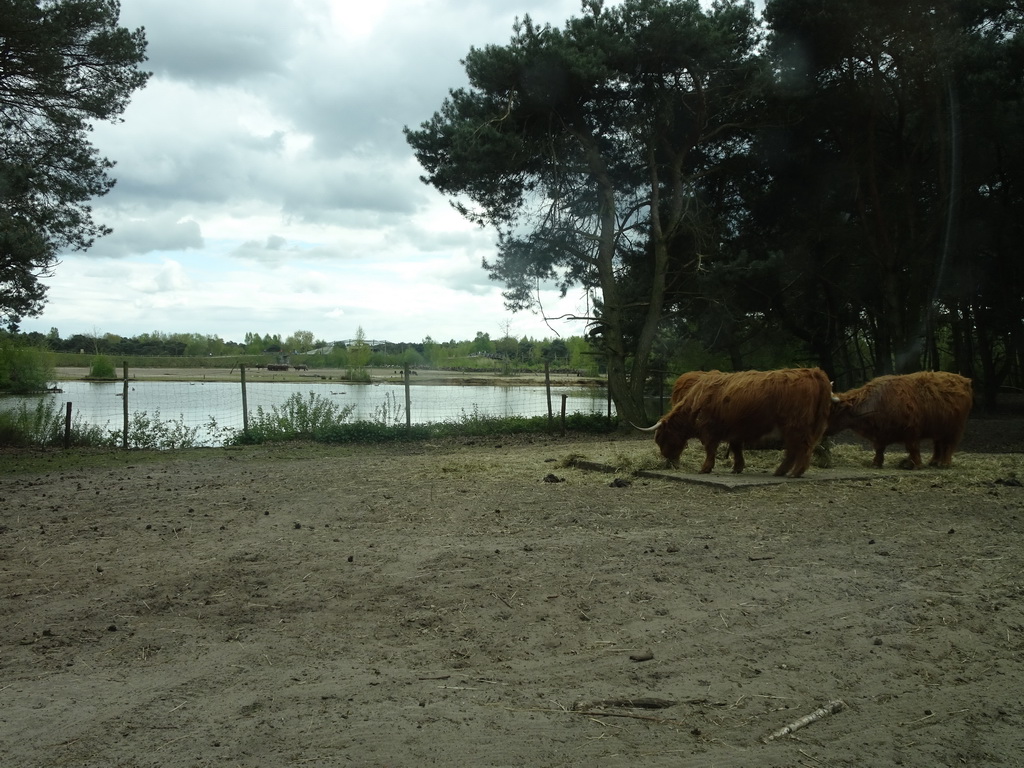 Highland Cattle at the Safaripark Beekse Bergen, viewed from the car during the Autosafari