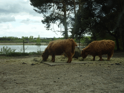 Highland Cattle at the Safaripark Beekse Bergen, viewed from the car during the Autosafari