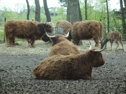 Highland Cattle and Red Deer at the Safaripark Beekse Bergen, viewed from the car during the Autosafari