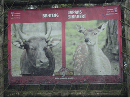 Explanation on the Banteng and Sika Deer at the Safaripark Beekse Bergen, viewed from the car during the Autosafari