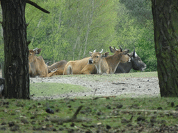 Bantengs at the Safaripark Beekse Bergen, viewed from the car during the Autosafari