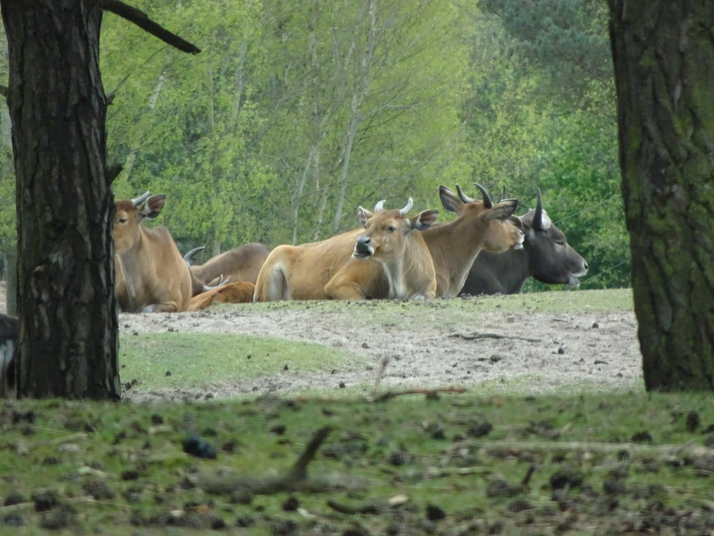 Bantengs at the Safaripark Beekse Bergen, viewed from the car during the Autosafari