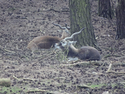 Indian Antelopes at the Safaripark Beekse Bergen, viewed from the car during the Autosafari