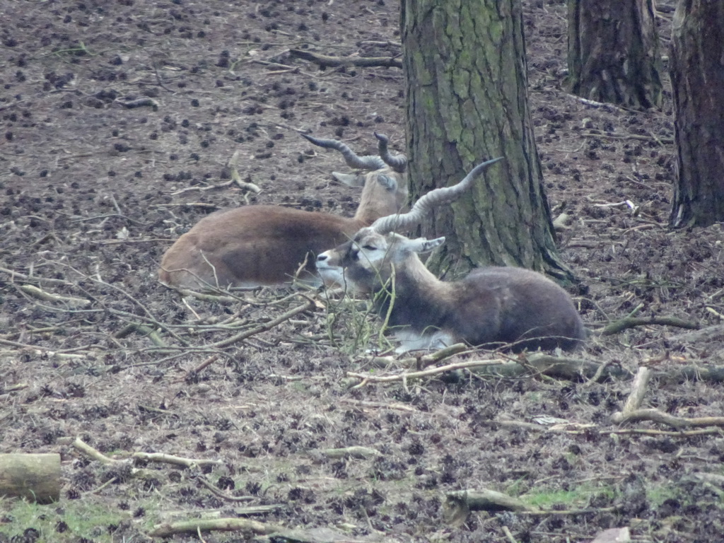 Indian Antelopes at the Safaripark Beekse Bergen, viewed from the car during the Autosafari