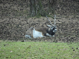 Indian Antelope at the Safaripark Beekse Bergen, viewed from the car during the Autosafari