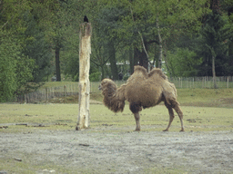 Camel at the Safaripark Beekse Bergen, viewed from the car during the Autosafari