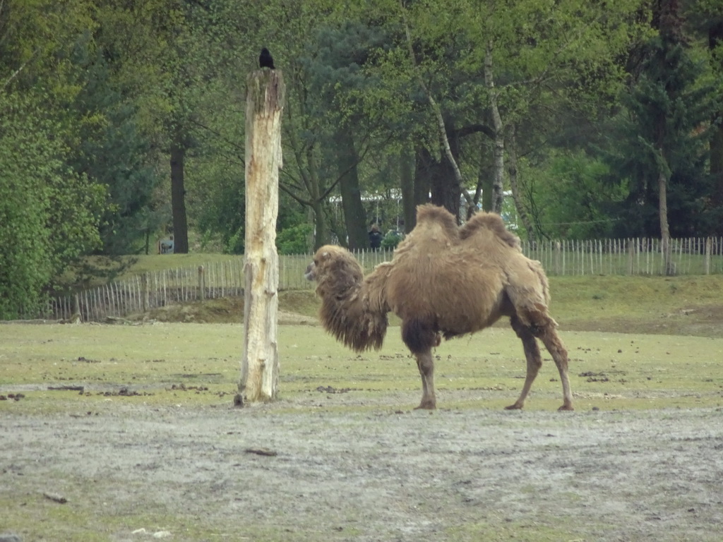 Camel at the Safaripark Beekse Bergen, viewed from the car during the Autosafari