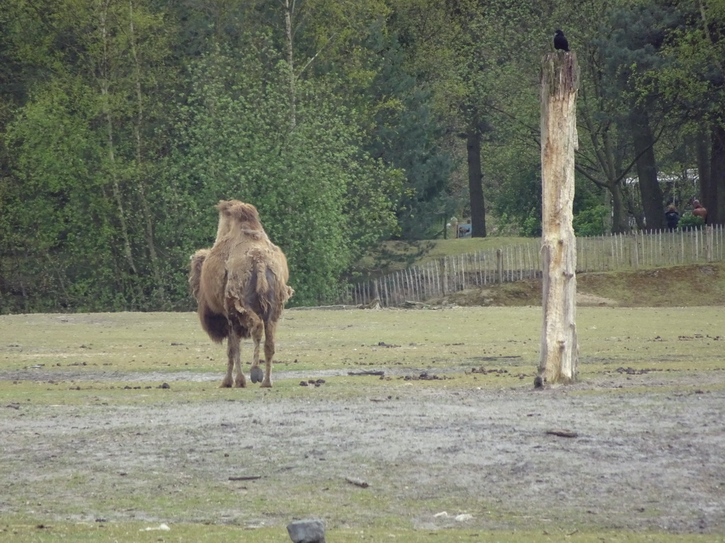 Camel at the Safaripark Beekse Bergen, viewed from the car during the Autosafari