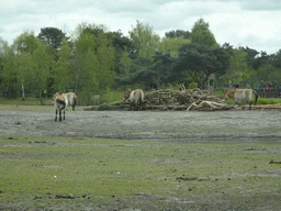 Przewalski`s Horses at the Safaripark Beekse Bergen, viewed from the car during the Autosafari