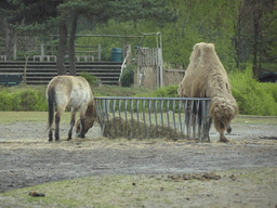 Przewalski`s Horse and Camel at the Safaripark Beekse Bergen, viewed from the car during the Autosafari