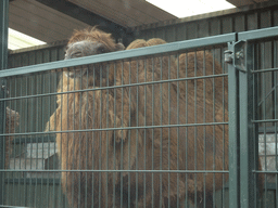 Camel at the Safaripark Beekse Bergen, viewed from the car during the Autosafari