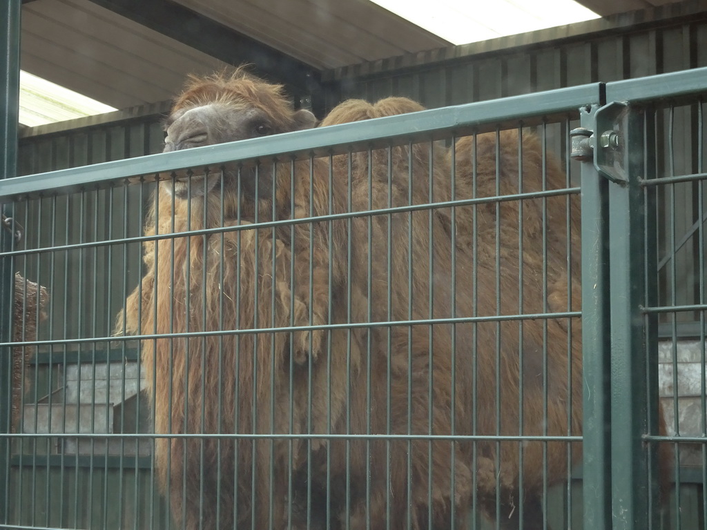 Camel at the Safaripark Beekse Bergen, viewed from the car during the Autosafari