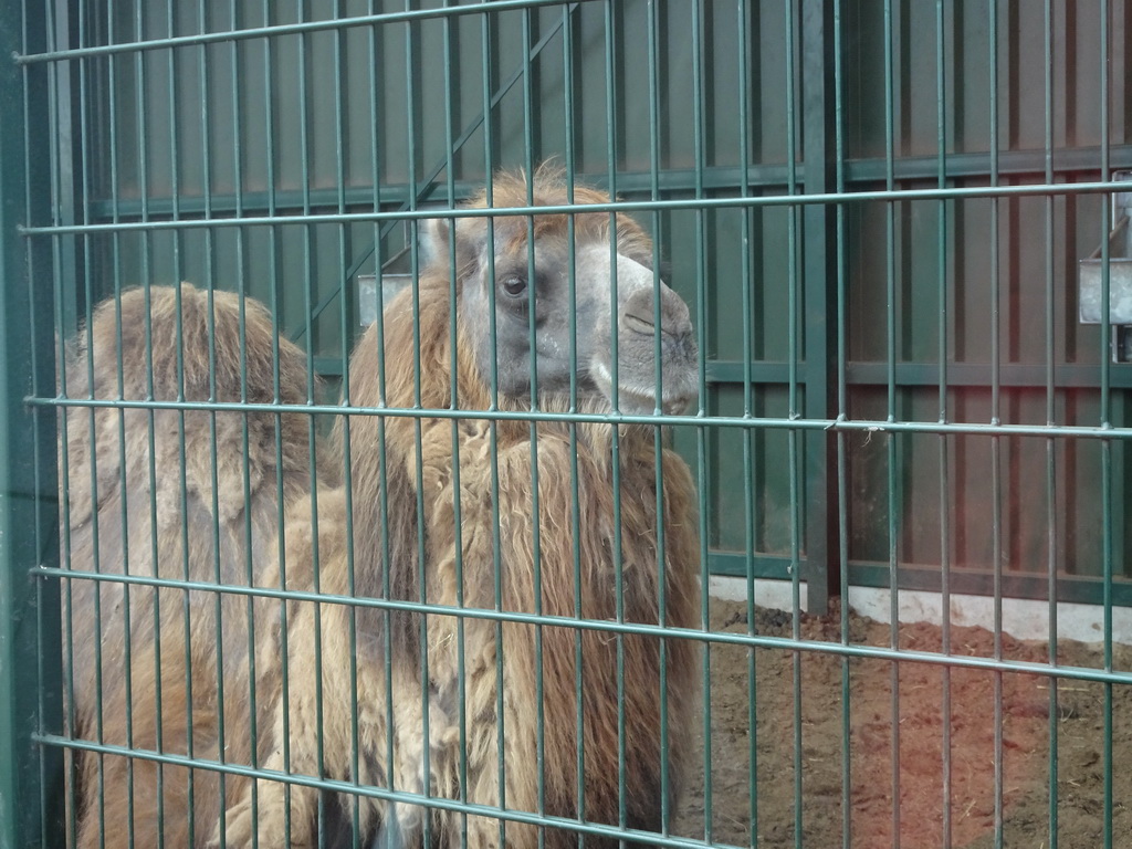 Camel at the Safaripark Beekse Bergen, viewed from the car during the Autosafari