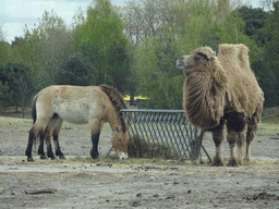 Przewalski`s Horse and Camel at the Safaripark Beekse Bergen, viewed from the car during the Autosafari