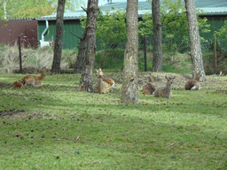 Sika Deer at the Safaripark Beekse Bergen, viewed from the car during the Autosafari