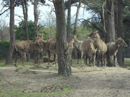 Père David`s Deer at the Safaripark Beekse Bergen, viewed from the car during the Autosafari