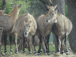 Père David`s Deer at the Safaripark Beekse Bergen, viewed from the car during the Autosafari