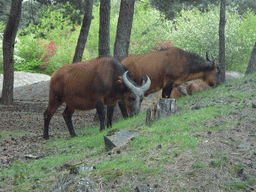 Bantengs at the Safaripark Beekse Bergen, viewed from the car during the Autosafari