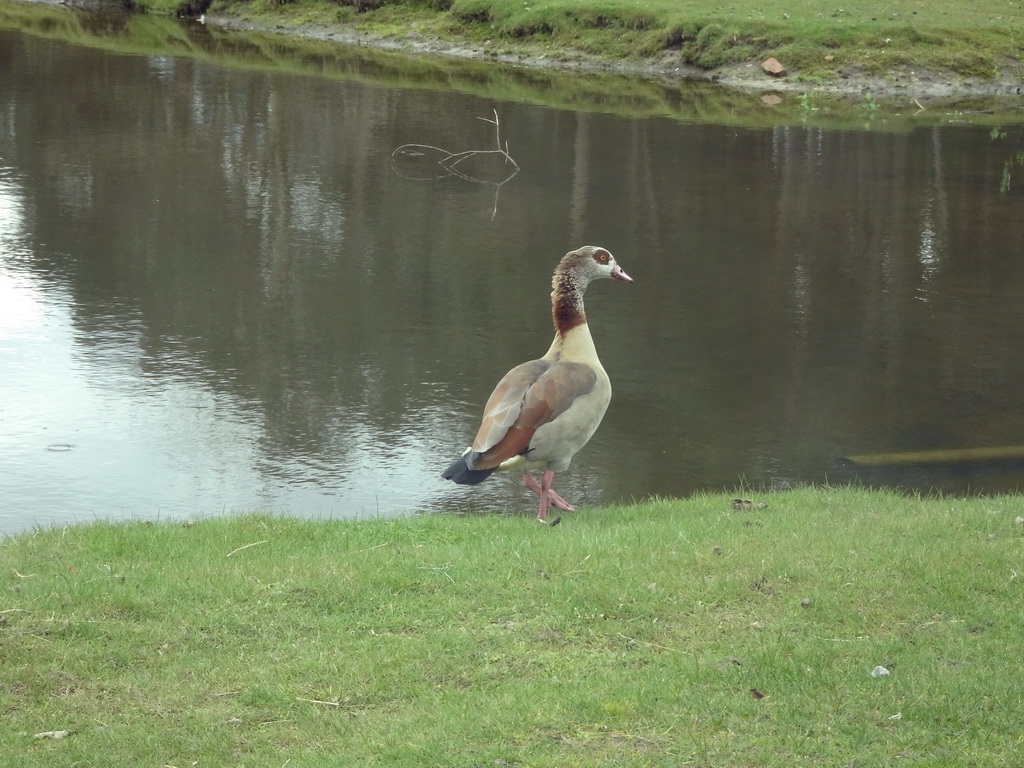 Goose at the Safaripark Beekse Bergen, viewed from the car during the Autosafari