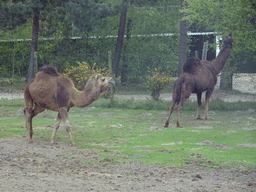 Camels at the Safaripark Beekse Bergen, viewed from the car during the Autosafari
