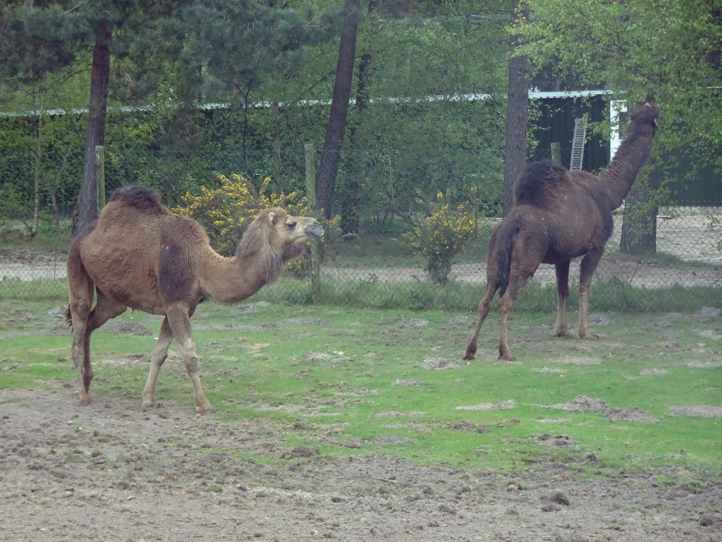 Camels at the Safaripark Beekse Bergen, viewed from the car during the Autosafari