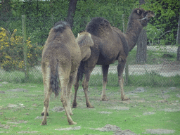 Camels at the Safaripark Beekse Bergen, viewed from the car during the Autosafari