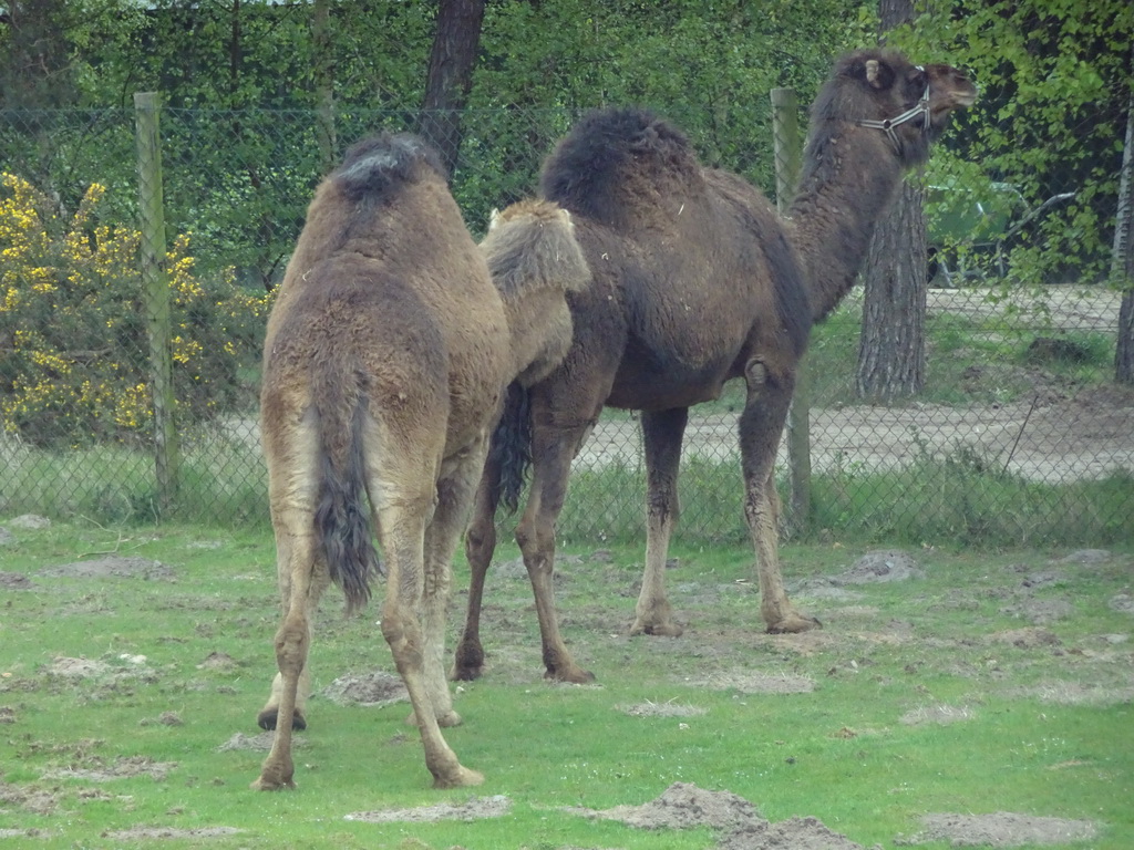 Camels at the Safaripark Beekse Bergen, viewed from the car during the Autosafari