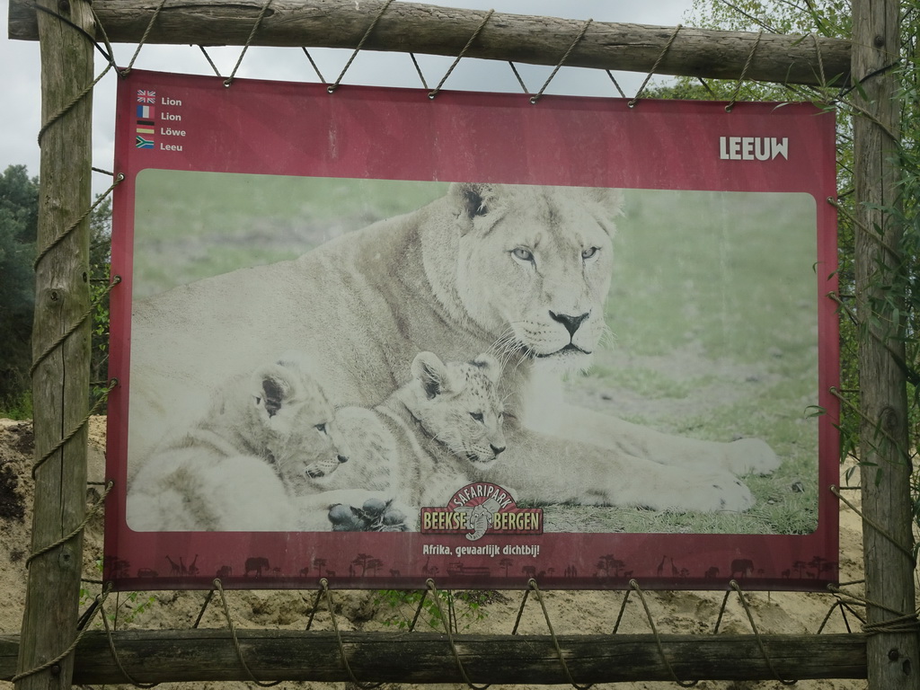 Explanation on the Lion at the Safaripark Beekse Bergen, viewed from the car during the Autosafari