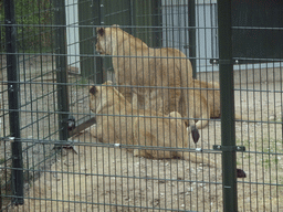 Lions at the Safaripark Beekse Bergen, viewed from the car during the Autosafari