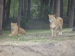 Lions at the Safaripark Beekse Bergen, viewed from the car during the Autosafari