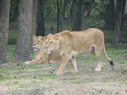 Lions at the Safaripark Beekse Bergen, viewed from the car during the Autosafari