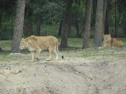 Lions at the Safaripark Beekse Bergen, viewed from the car during the Autosafari