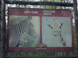 Explanation on the Grévy`s Zebra and Rothschild`s Giraffe at the Safaripark Beekse Bergen, viewed from the car during the Autosafari