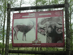 Explanation on the Sable Antelope and African Buffalo at the Safaripark Beekse Bergen, viewed from the car during the Autosafari